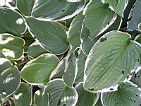 Hosta, hybride horticole Betsy King (fam Liliacees) (02) (Photo F. Mrugala)